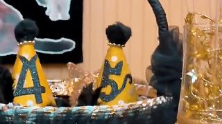Birthday kitten