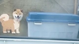 Cute Moments of Dogs