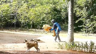 Prank dog