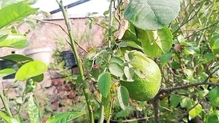 غلاب کے پودے کے اوپر پھل کیوں نہیں اتا