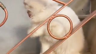 Persian kitten 4