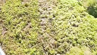 Landing on the Hill