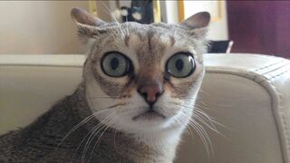 Funny videos - Funny cats / Dogs