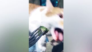 Funniest Cats and Dogs ???????? Funny Animal Videos ???? Part 1 | Pets Diary
