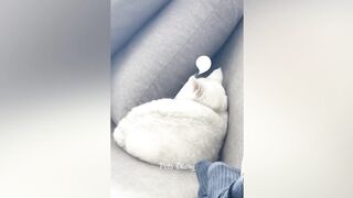 Funniest Cats and Dogs ???????? Funny Animal Videos ???? Part 1 | Pets Diary
