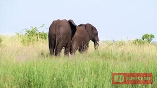 Elephant Eating Playing Swimming