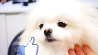 Top 10 smallest dogs in the world