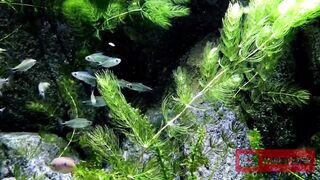 Fish So Beautiful
