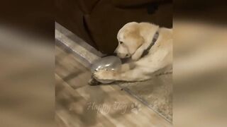 Funny videos - Funny cats / Dogs 2
