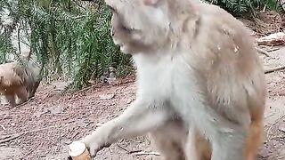Funny mongkey drinking alkohol
