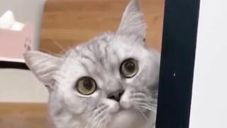 Cat & Dog funny video