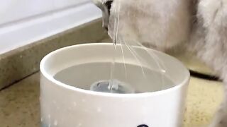 It's Hard To Drink Water!???????? _ Chef Cat Daily Life #tiktok #Shorts.mp4