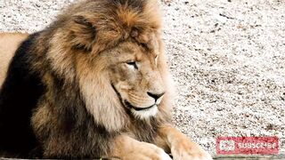 Lion Is King