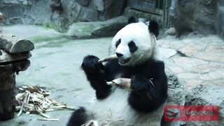 Panda Is So Cute