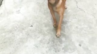 A dog playing with a cup of water