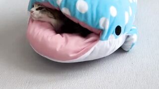 I look at the kitten's bedroom