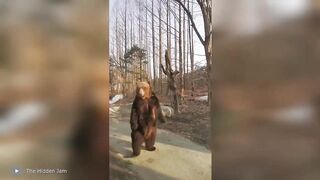 100 Craziest Animal Encounters Of All Time ????