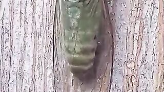 Grean