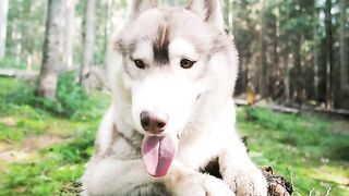 Oh My God, how beautiful that amazing dog is.