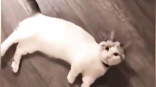 Vídeo engraçado