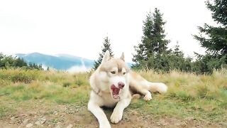 Oh My God, how beautiful this wonderful dog is in nature