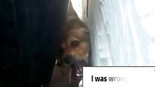 Cães e gatos