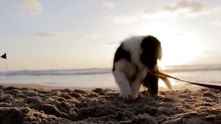 Beautiful & Wonderful dog Oh it's verry nice