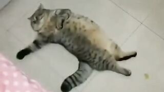 Lazy Cat's ????
