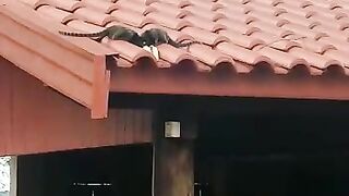 Macaquinhos muito fofos!