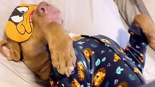 Cachorro fofo ????