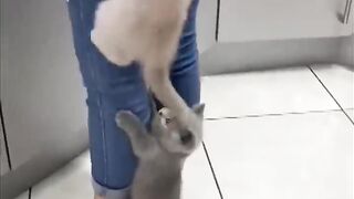 Kittens Climb Their Mom as They Couldn’t Wait for Food