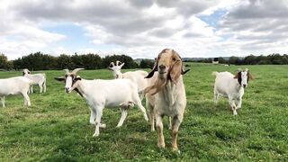 goats