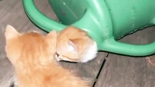 Gatos fofos