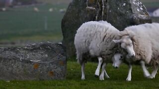 Sheep