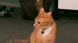 Funny animal