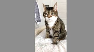 Cute Funny Cat ( TikTok )