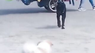 Os vídeos mais engraçado do momento