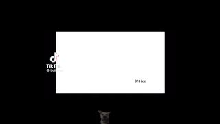 Funny Animal Videos 2022 ???? - Funniest Cats And Dogs Video ????????