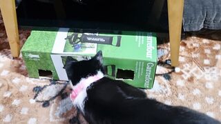 GATOS BRINCANDO