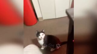 Funny videos - Funny cats / Dogs 4
