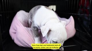 does it take to raise a dog