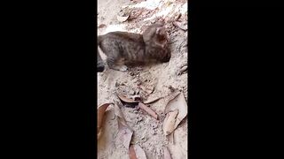 Lively America, vídeos de animais mais engraçados do mundo, tente não rir