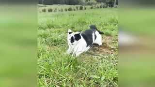 Funny videos - Funny cats / Dogs 5