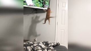 Funny videos - Funny cats / Dogs 6