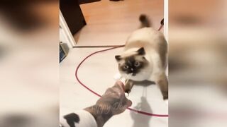 Funny videos - Funny cats / Dogs 7