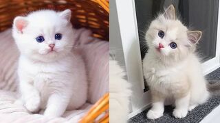 Cat Video - Cute & Funny Cat Videos Compilation