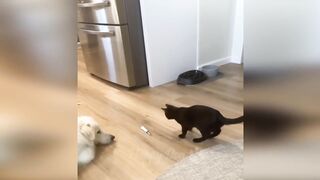 Funny videos - Funny cats / Dogs 8