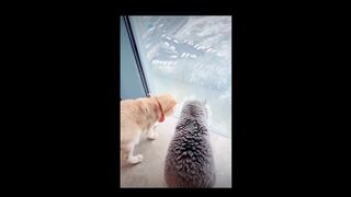 Funny video of a cat looking at the snow