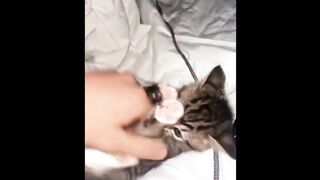 funny cats(Tiktok)