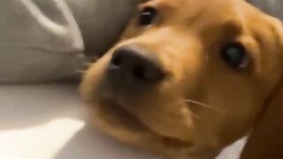 Funny videos - Funny cats / Dogs 10